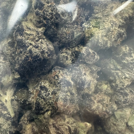 Purple Urkle THCA Flower Exotic 🟣 Indica 14g